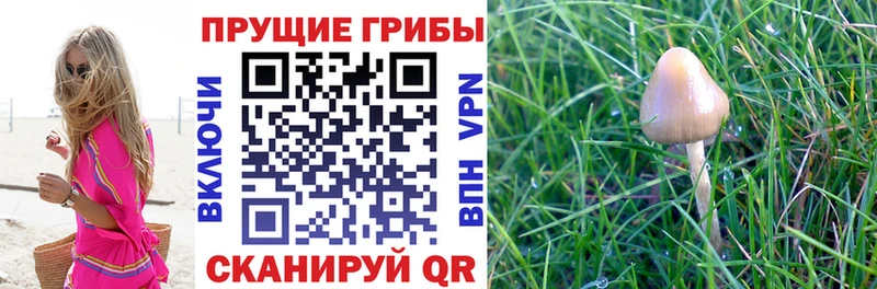 Галлюциногенные грибы Psilocybine cubensis сколько стоит даркнет наркотические препараты Шенкурск